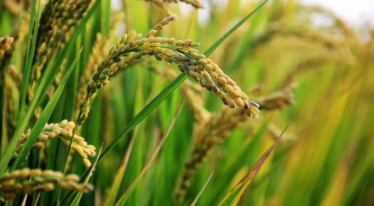 Acuerdo para la gestión de la paja del arroz bajo el modelo de economía circular en Mercavalencia