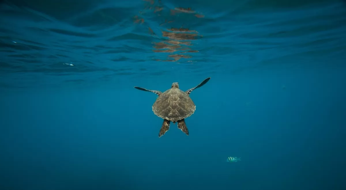 Un estudio muestra por primera vez la acumulación de aditivos del plástico en tortugas del Mediterráneo