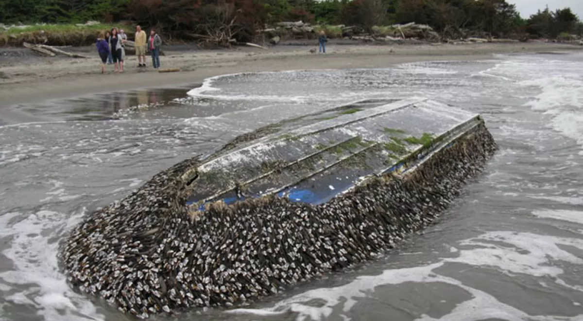 Los residuos, nuevo medio de transporte de especies invasoras marinas