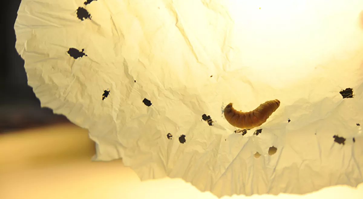 Una larva de gusano podría ayudar en el desarrollo de una solución para transformar los plásticos