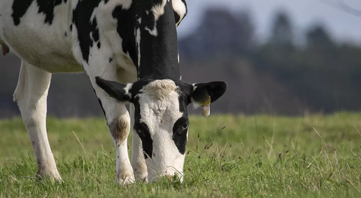 Las emisiones de metano del ganado vacuno lechero podrían reducirse un 20%