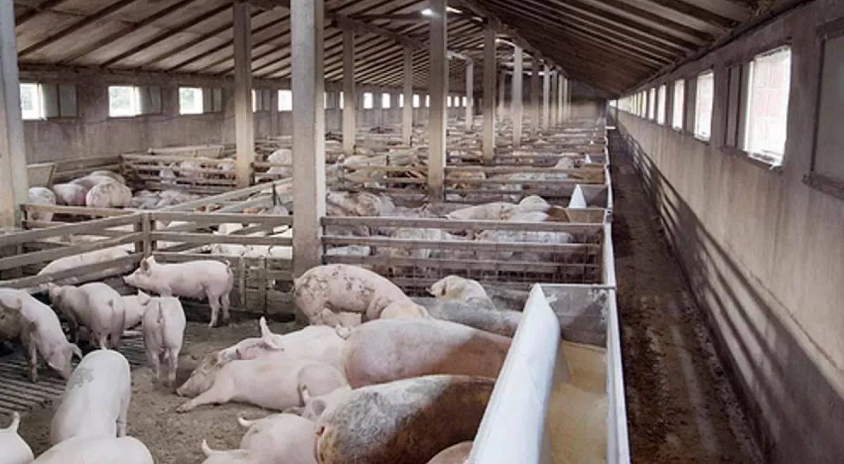 Investigarán la recuperación del nitrógeno de los purines de las granjas porcinas y avícolas