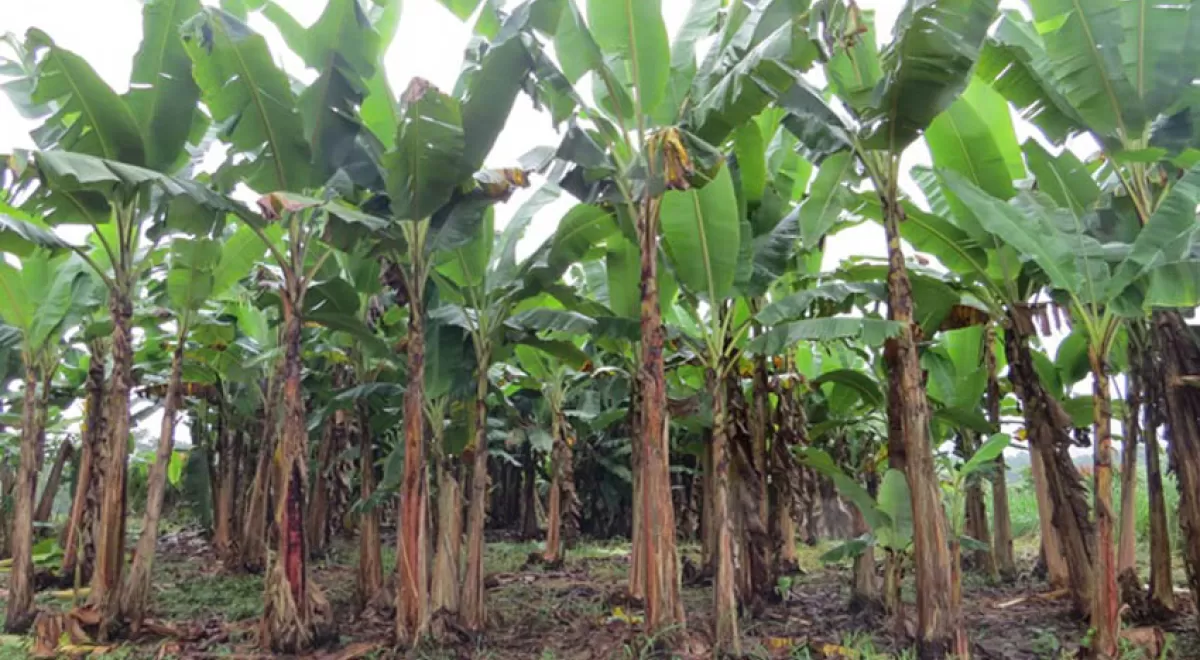 Los residuos del cultivo de plátano en Ecuador podrían cubrir el 10% de su demanda de bioetanol