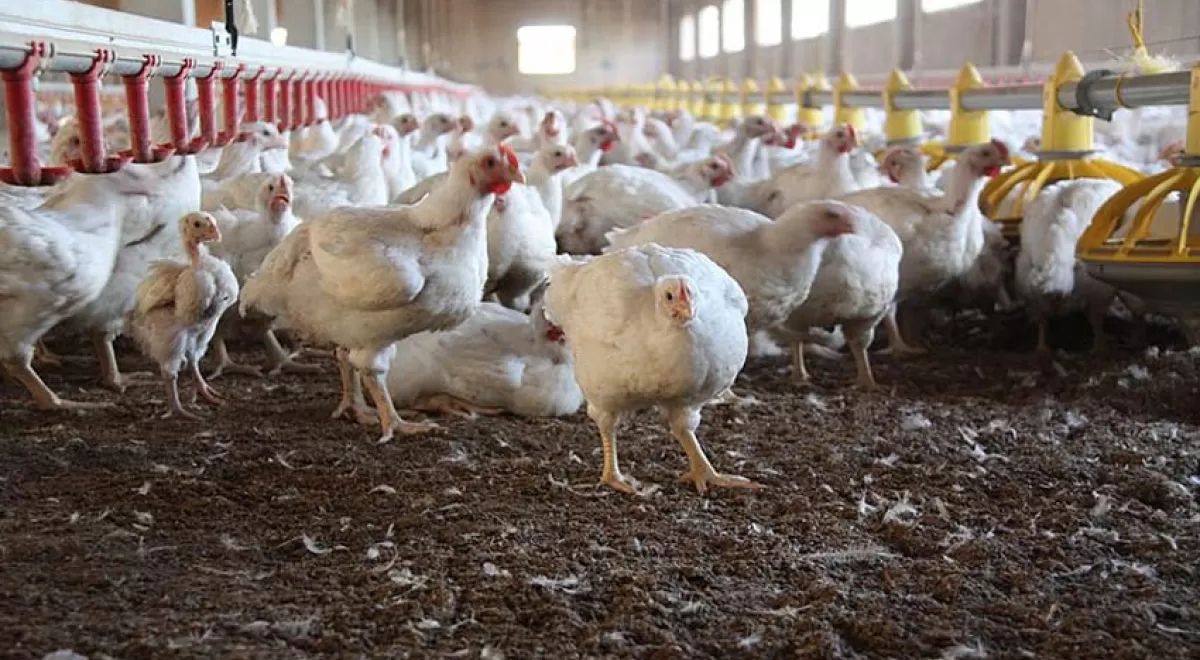Desarrollan nuevas aplicaciones para las plumas de la industria avícola