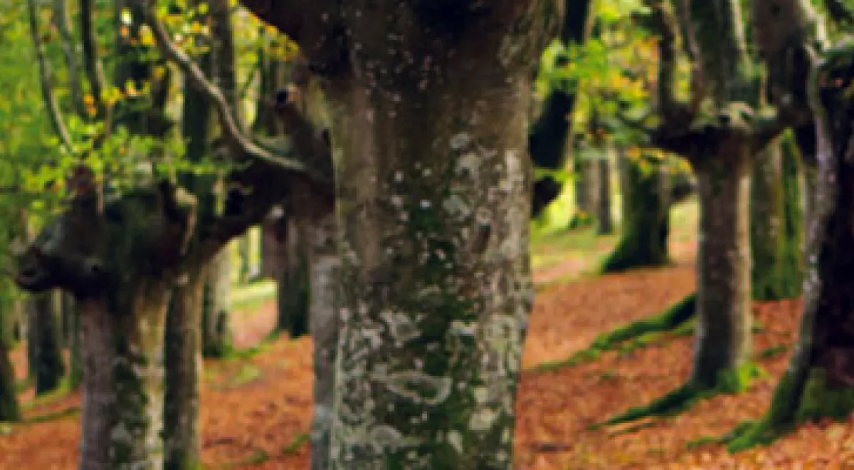 Los suelos de los bosques del País Vasco podrían capturar el doble de CO2 con una gestión forestal adecuada