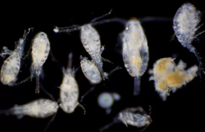 El cambio climático antropogénico ya afecta a las comunidades de plancton