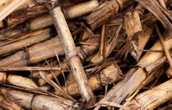 La Xunta señala que el uso energético de la biomasa residual mejora la competitividad empresarial
