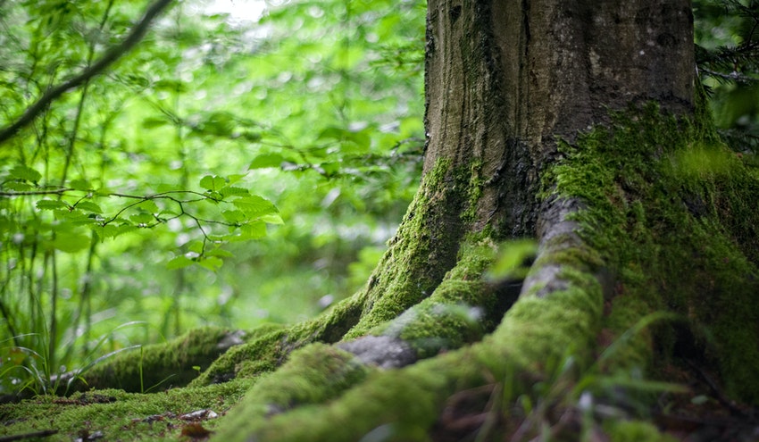 de la UE del VIII de Acción de Medio Ambiente | RETEMA