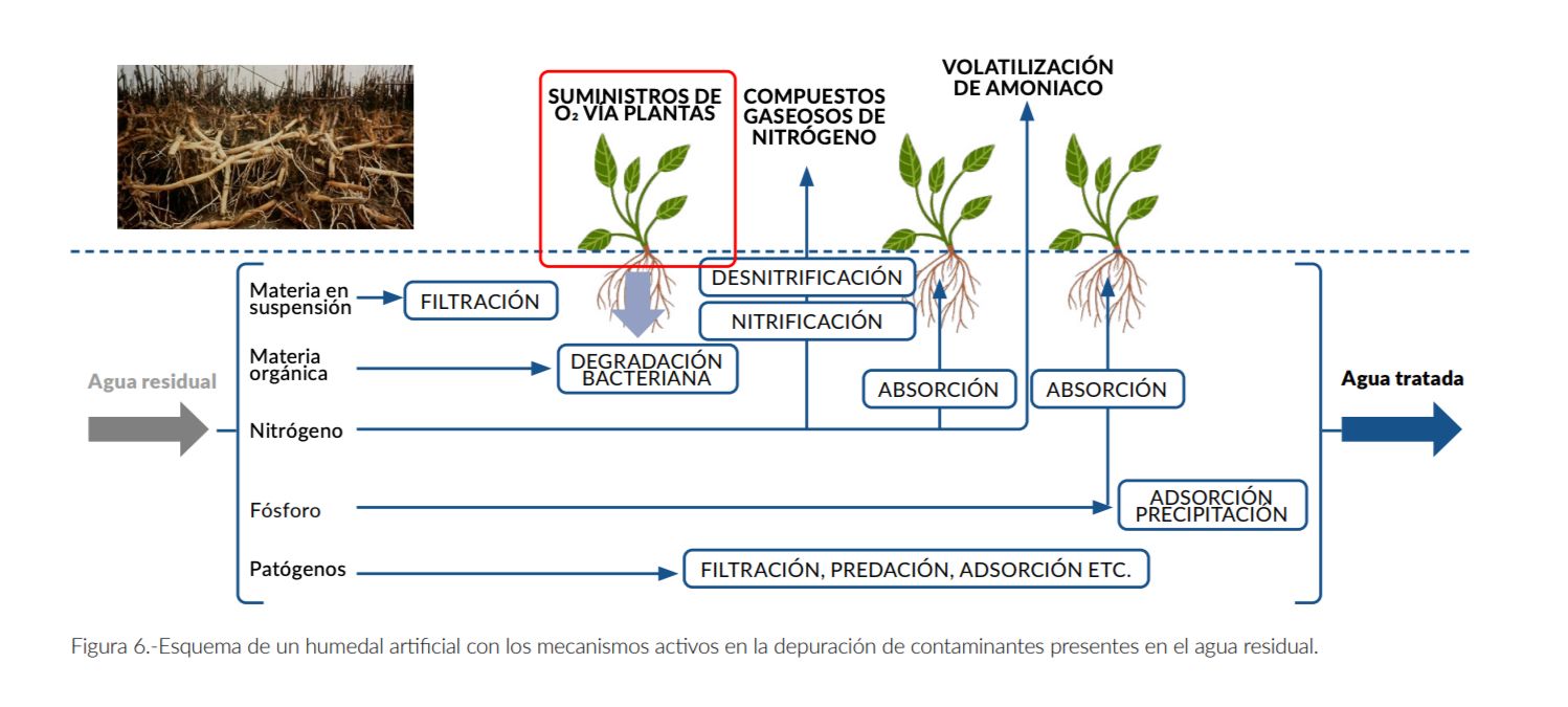 FIGURA 6
