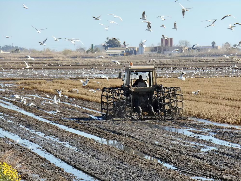 La agricultura en la Albufera de Valencia es una de las responsables de la contaminación de la zona.  Enrique Íñiguez Rodríguez/Wikimedia Commons, CC BY-SA
