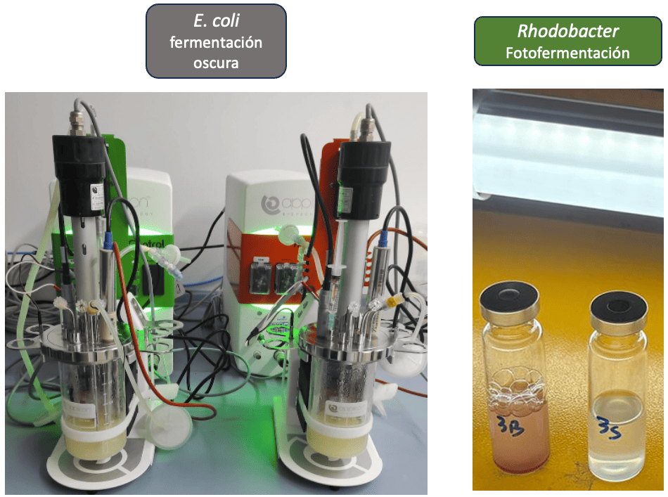 Muestras de microorganismos obtenidas en el proceso de investigador.