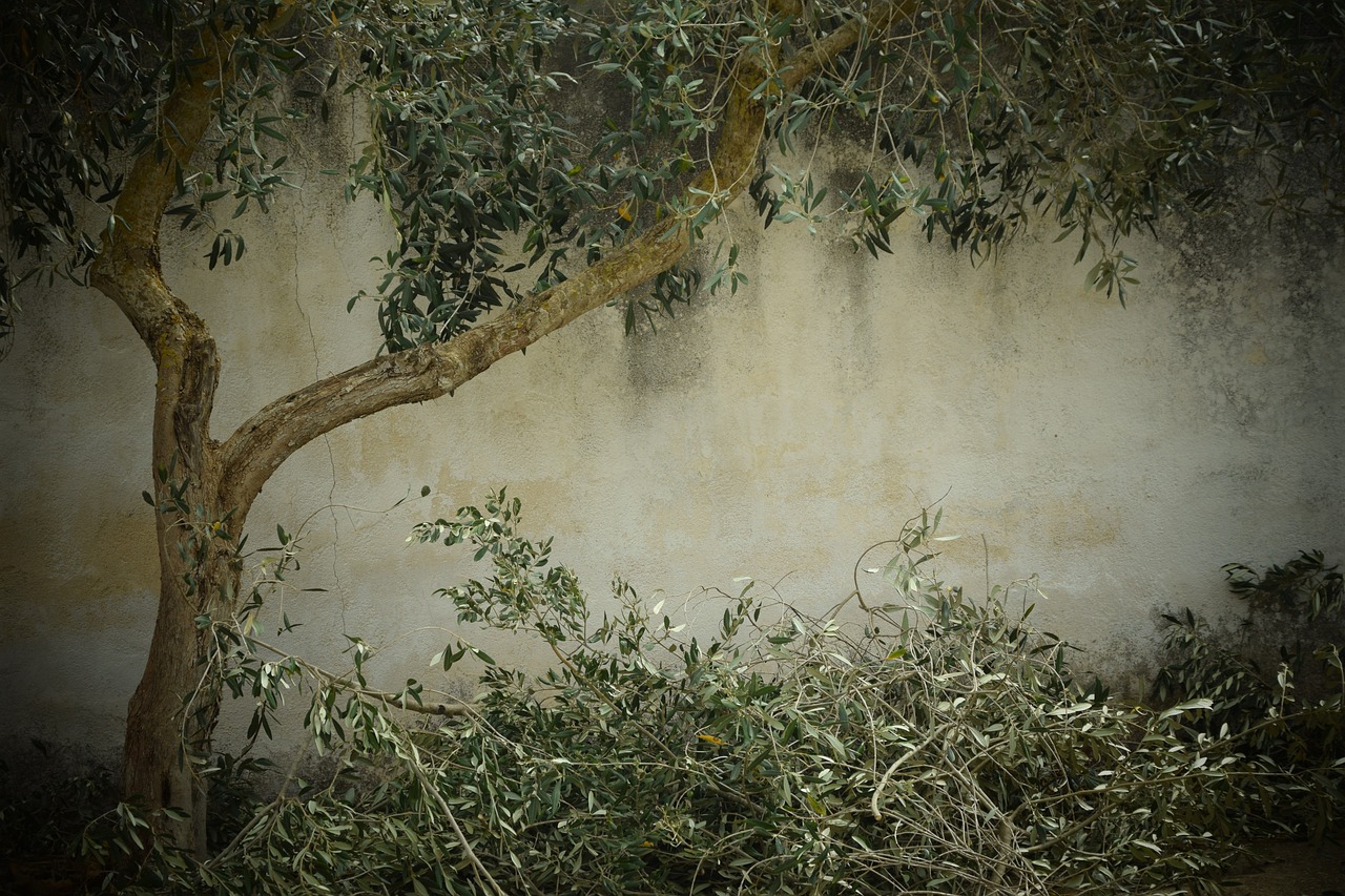 olivar