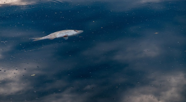 Contaminantes emergentes: ¿nos hacen más vulnerables a enfermedades infecciosas?