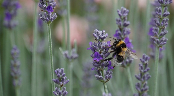 Preservar la biodiversidad para evitar futuras pandemias
