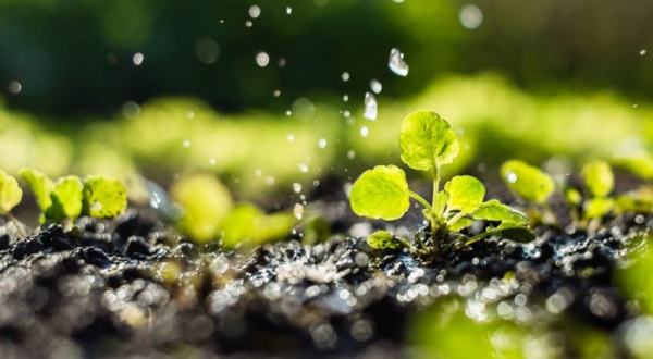 El consumo de agua para riego se redujo un 15% por hectárea en los últimos diez años