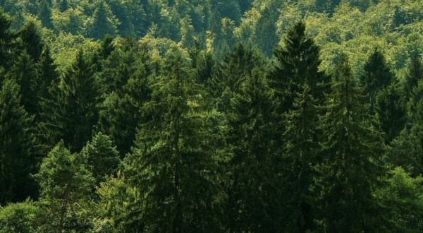 Cómo alcanzar la neutralidad de carbono