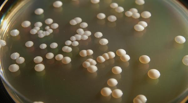 La levadura ‘Saccharomyces cerevisiae’ puede utilizar diferentes fuentes de carbono para producir bioetanol