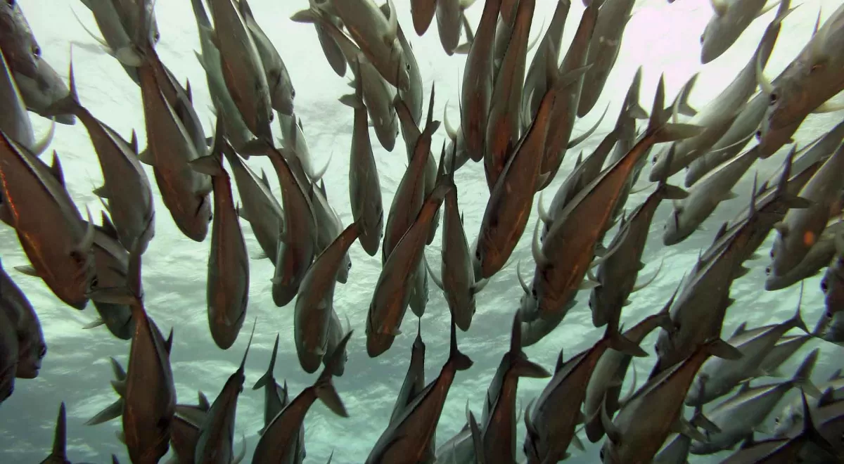 INCATEMA realizará un estudio sobre cambio climático y pesca, dentro del programa Ecofish