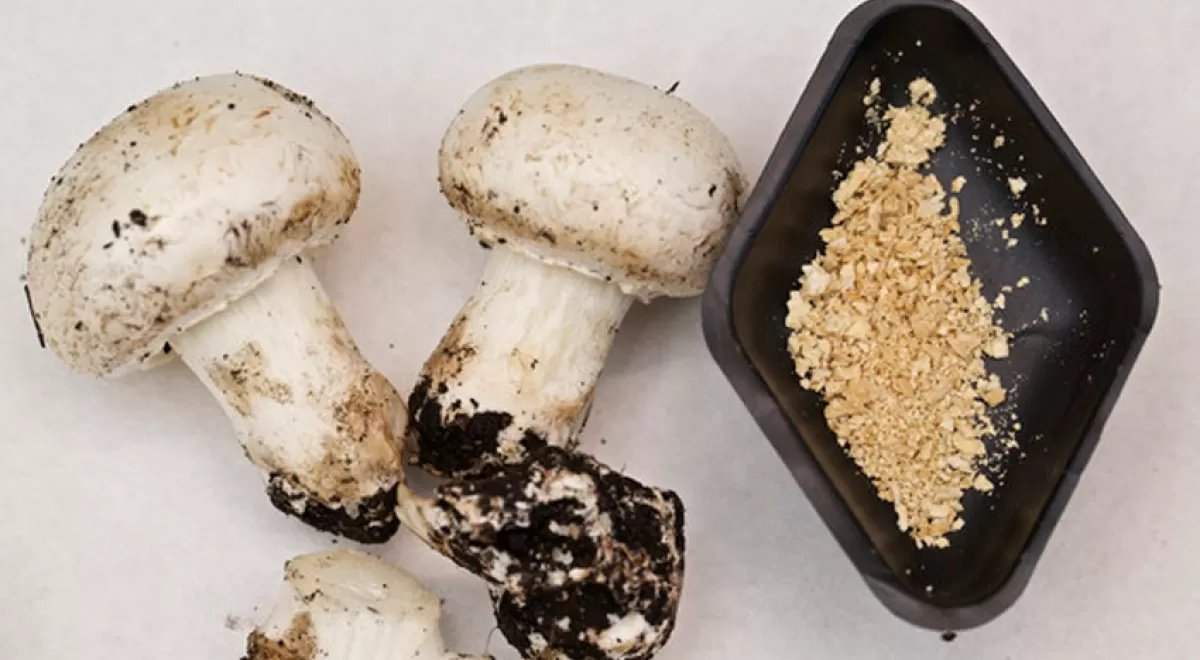 Nuevos procesos para obtener productos de limpieza o bioplásticos de los restos de champiñón