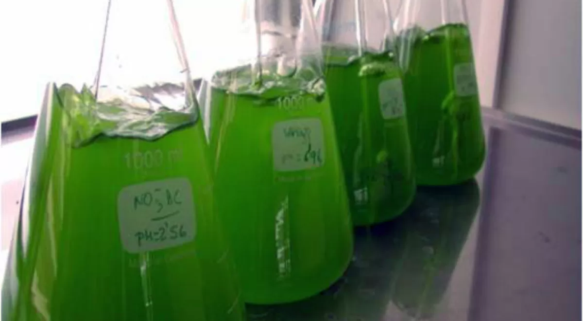 Confirman la capacidad de las microalgas para depurar biogás y obtener biometano