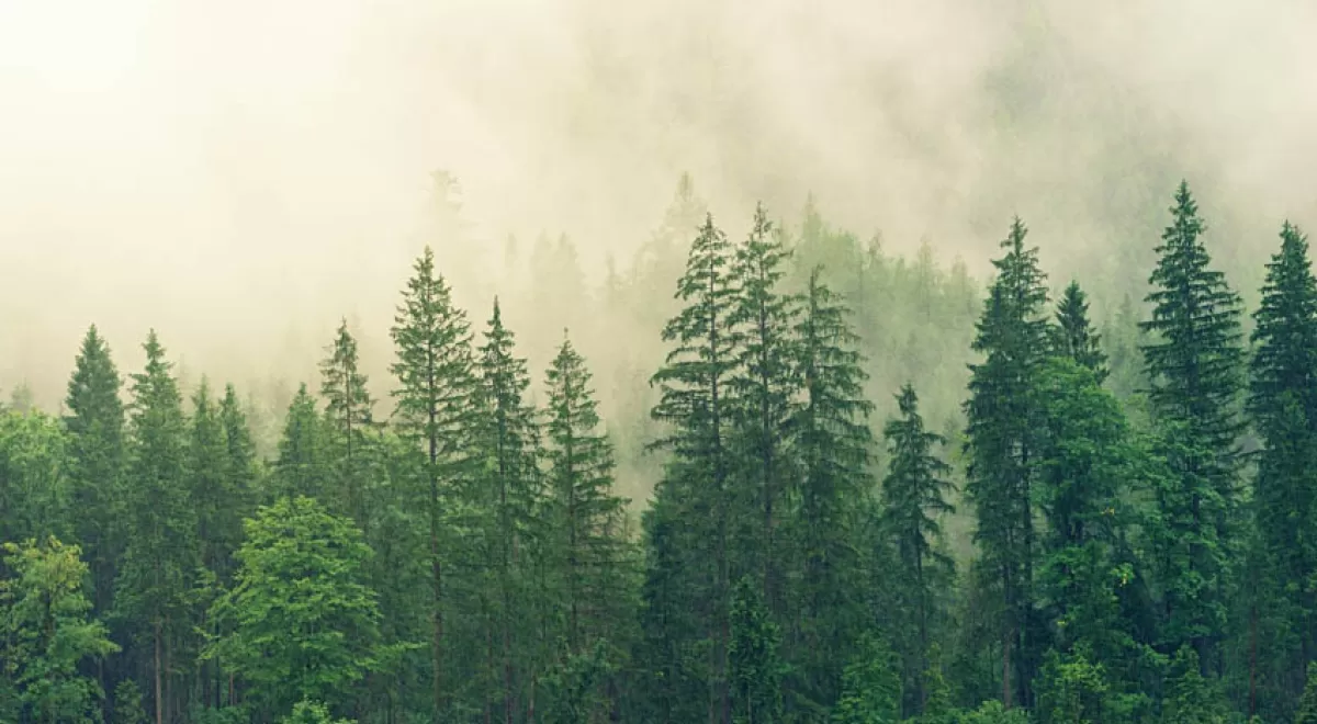 Biomasa forestal para la mitigación del cambio climático