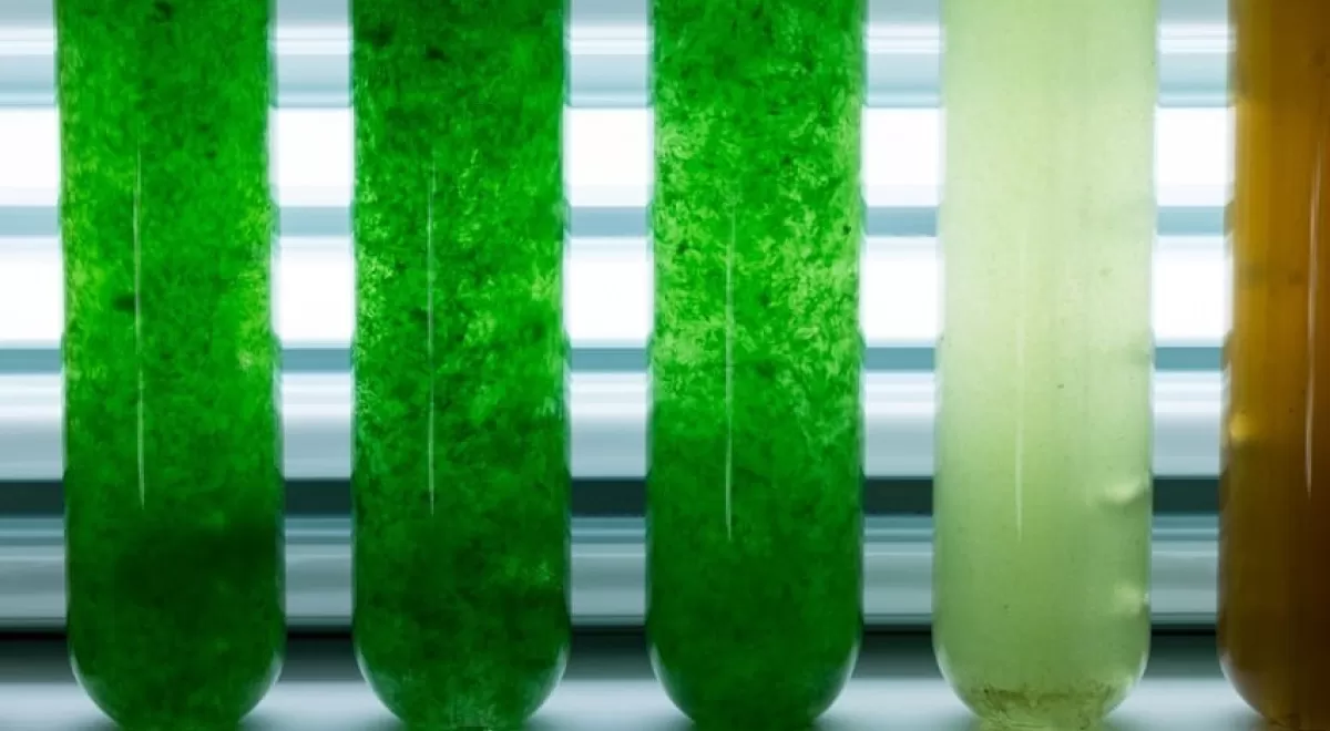NEIKER desarrolla nuevos fertilizantes con microalgas producidas a partir de salmueras