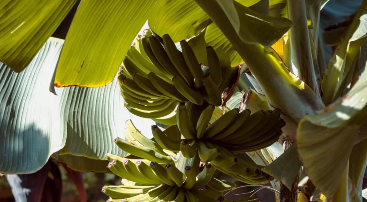 Incatema completa la Asistencia técnica a la UE del programa Medidas de Acompañamiento al sector de la Banana