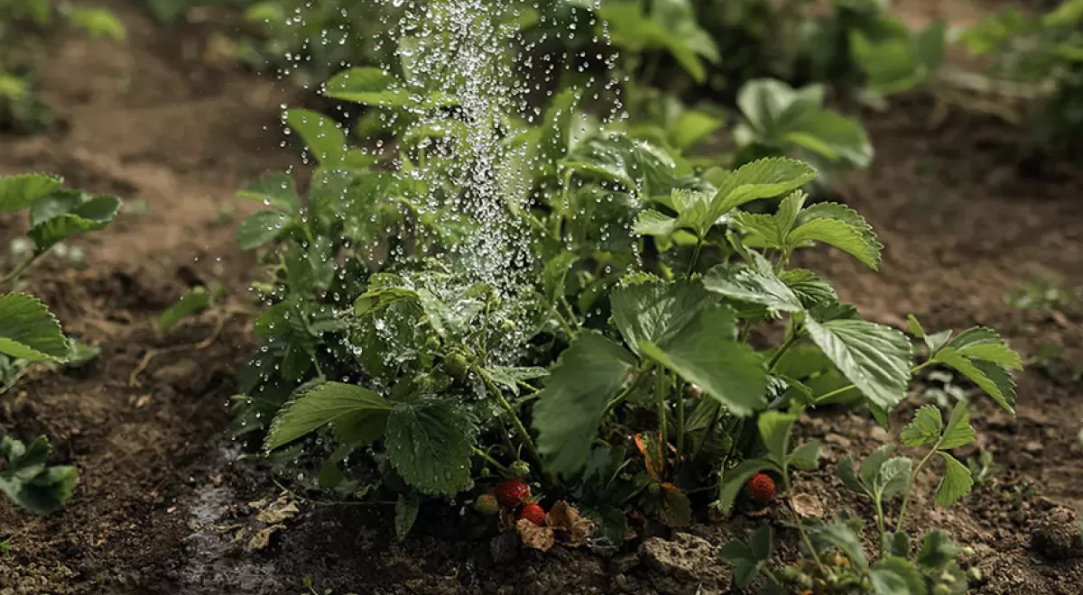 Riego con bacterias para usar menos fertilizantes