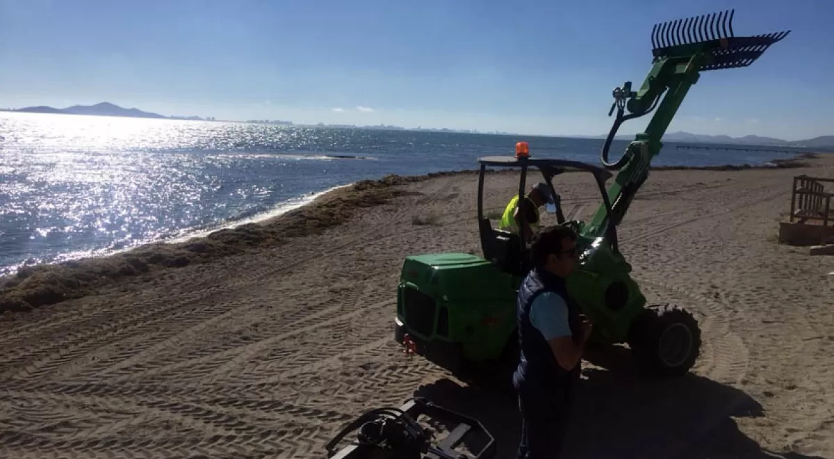 Retiradas 743 metros cúbicos de algas de las playas del Mar Menor