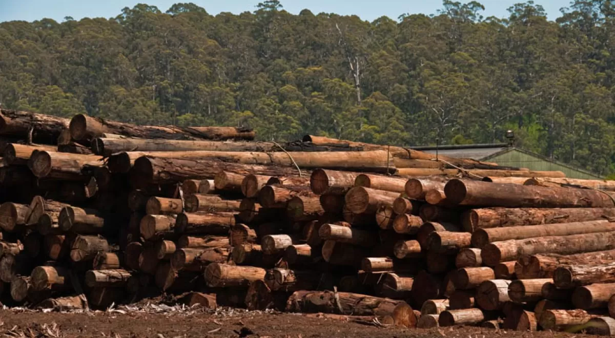 \"Fomentar la industria de la madera es fundamental para seguir desarrollando energías renovables\"