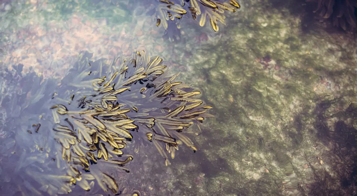 ¿Las algas marinas son la solución para obtener biocarburantes sostenibles?