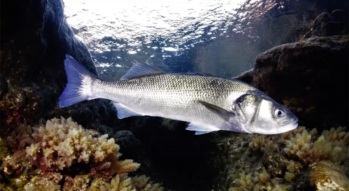 El IU-ECOAQUA constata la bioacumulación de contaminantes en peces por ingestión de microplásticos