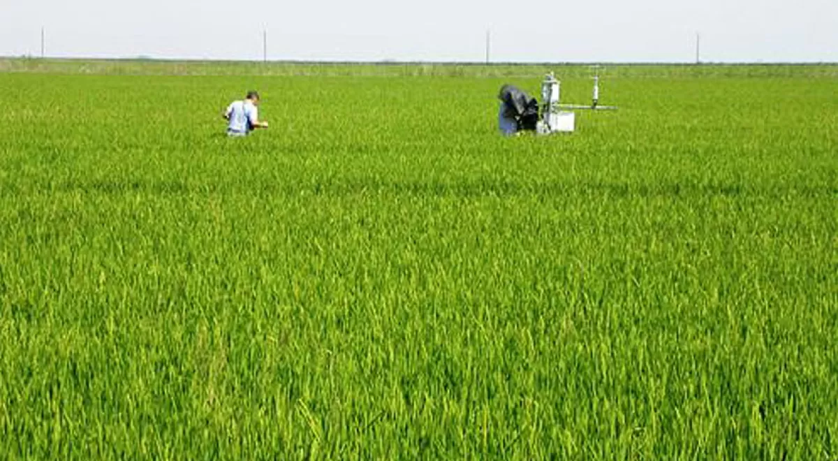 ¿Es posible un uso más sostenible del agua en el cultivo de arroz?