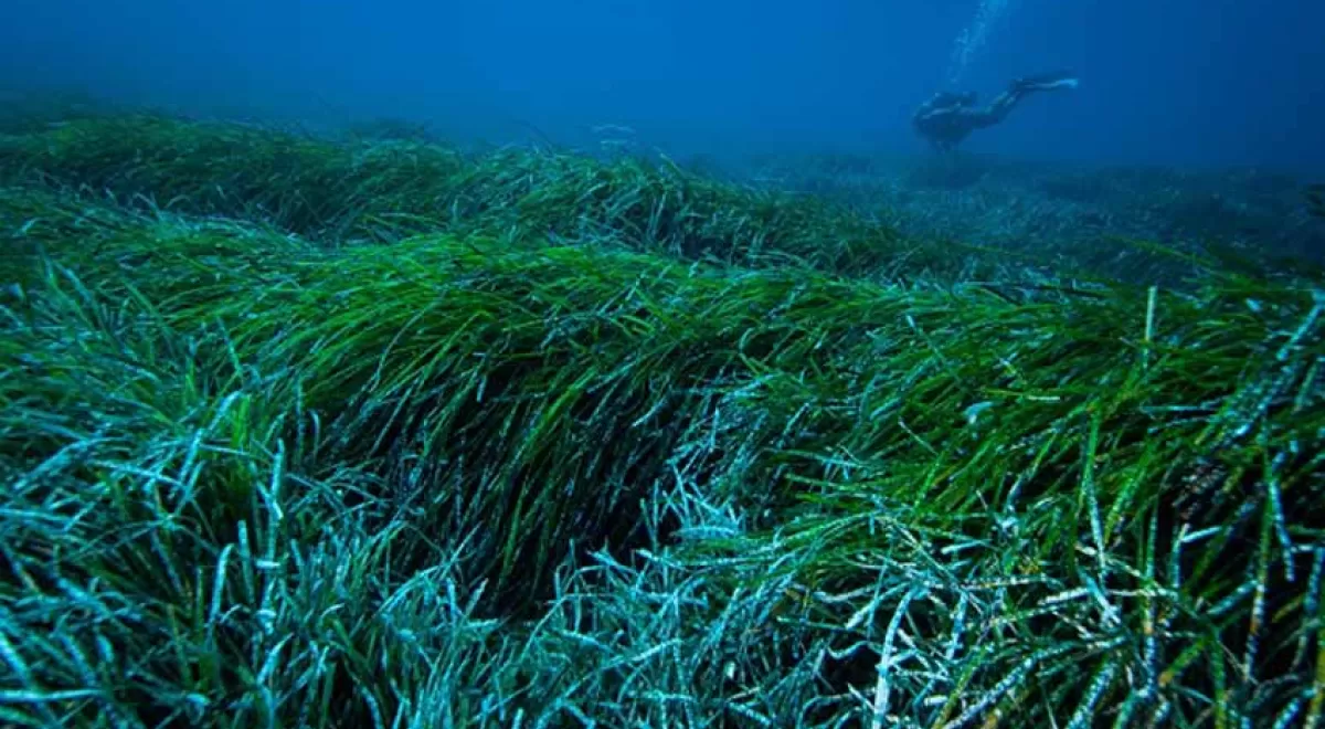 La UB demuestra que las praderas de posidonia capturan y extraen plásticos del océano