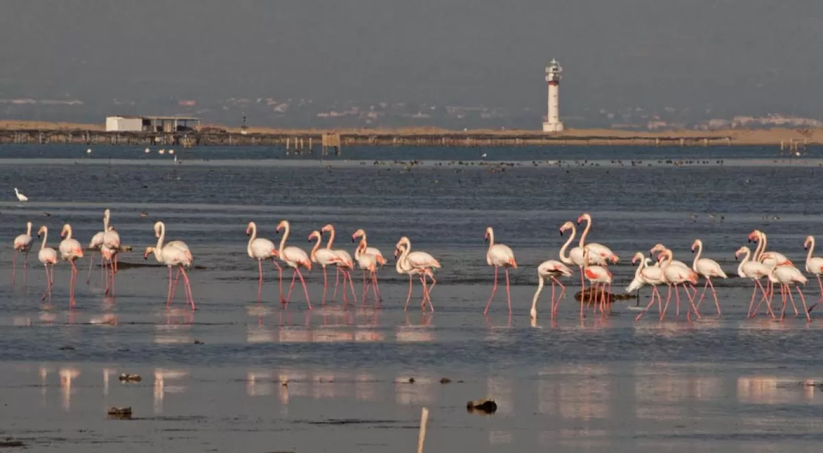 Contaminación y sequía: SEO/BirdLife alerta del mal estado de los humedales Ramsar
