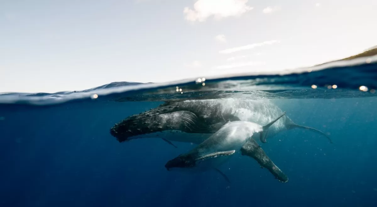 Las ballenas de Nueva Zelanda consumen más de tres millones de microplásticos cada día
