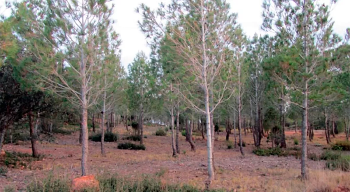 La gestión forestal ecohidrológica mejora el estado de conservación del suelo en los bosques semiáridos