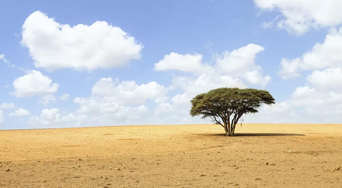 Árboles transgénicos para frenar el desierto y restaurar el planeta