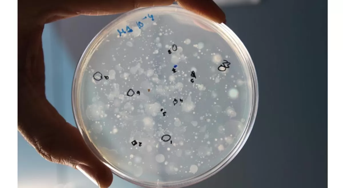Identifican bacterias beneficiosas en el compostaje de alperujo