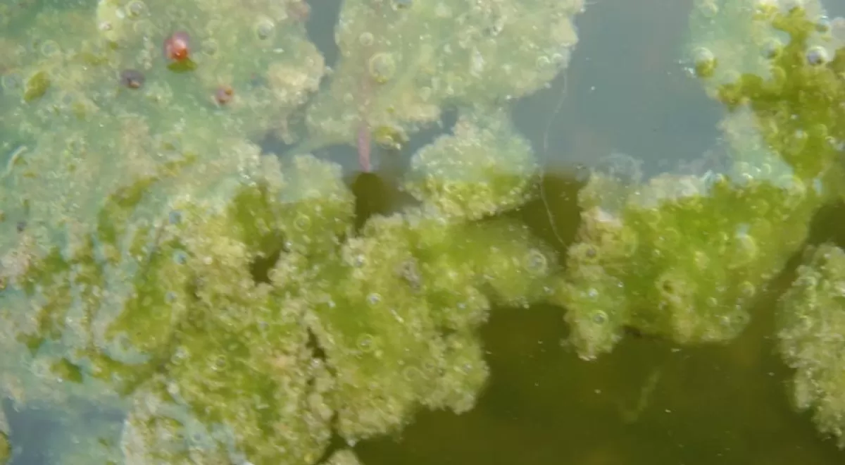 Aguas residuales y residuos urbanos para producir proteínas para la industria cosmética