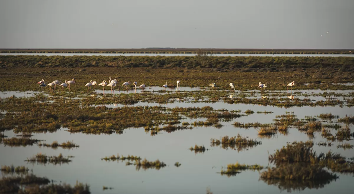 Restaurar el 15% de los ecosistemas degradados puede evitar la desaparición de un 60% de especies