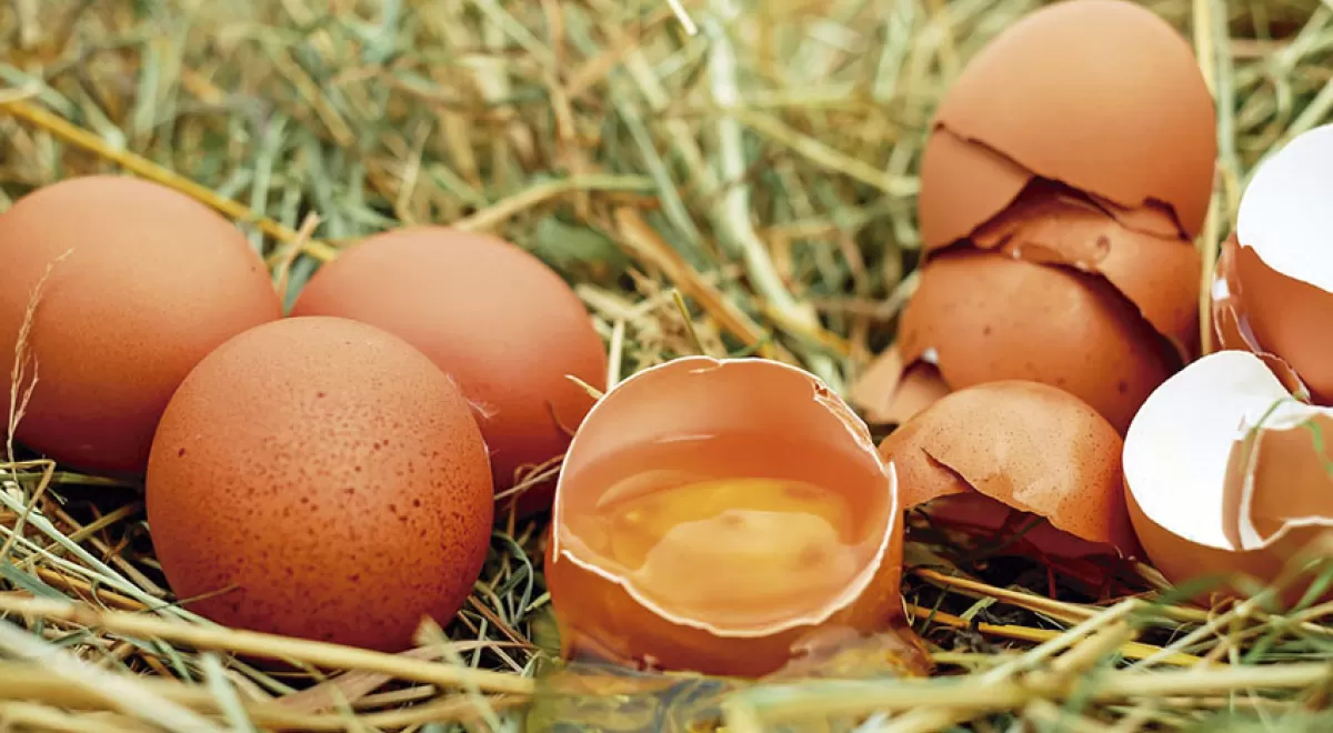 Un proyecto europeo estudiará la viabilidad de utilizar la cáscara del huevo para fabricar azulejos
