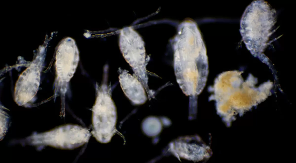 El cambio climático antropogénico ya afecta a las comunidades de plancton