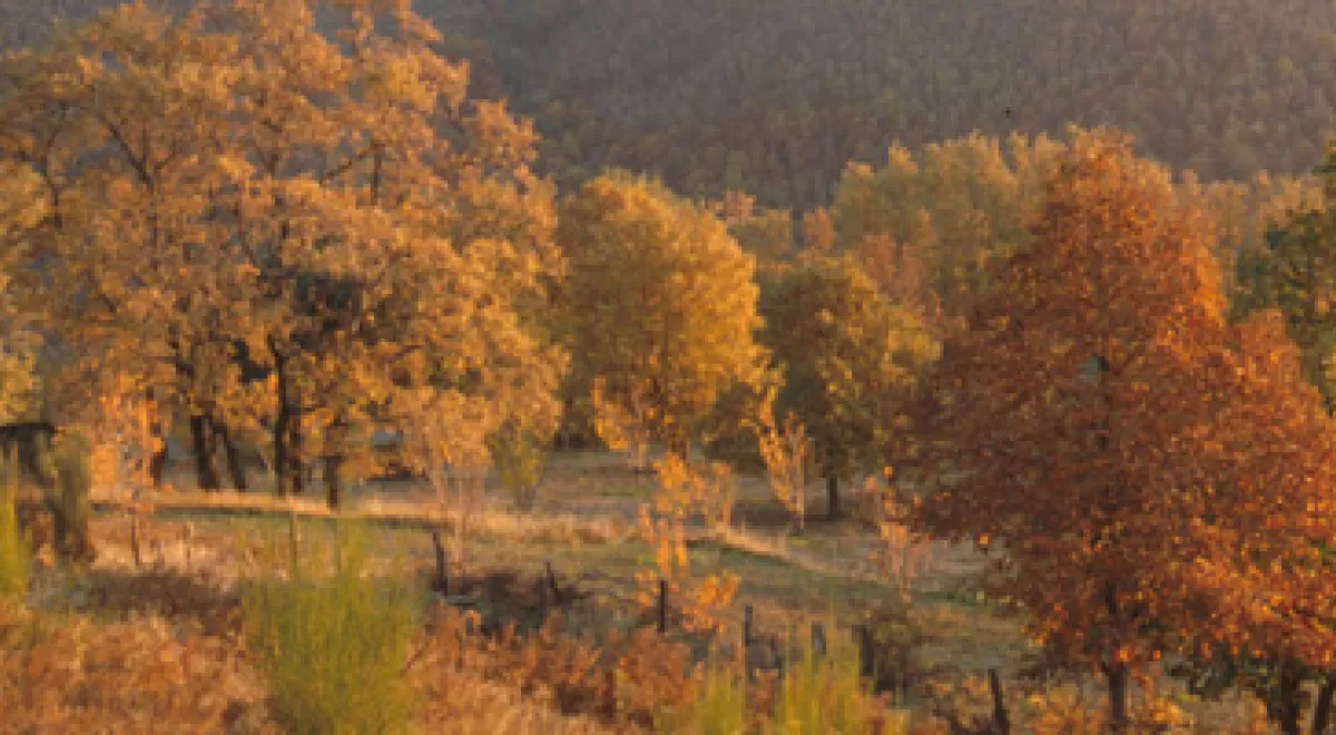 El IRNASA participa en un amplio estudio mundial sobre biomasa forestal