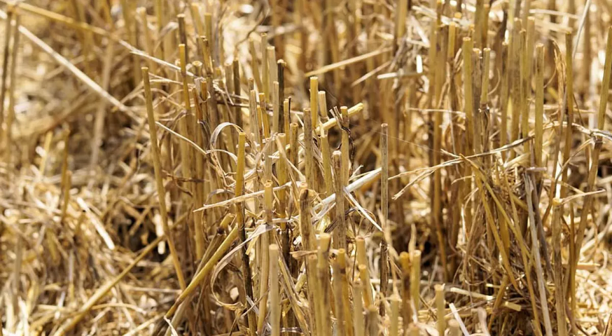 La lignina de la paja de trigo puede sustituir componentes tóxicos de las baterías de litio