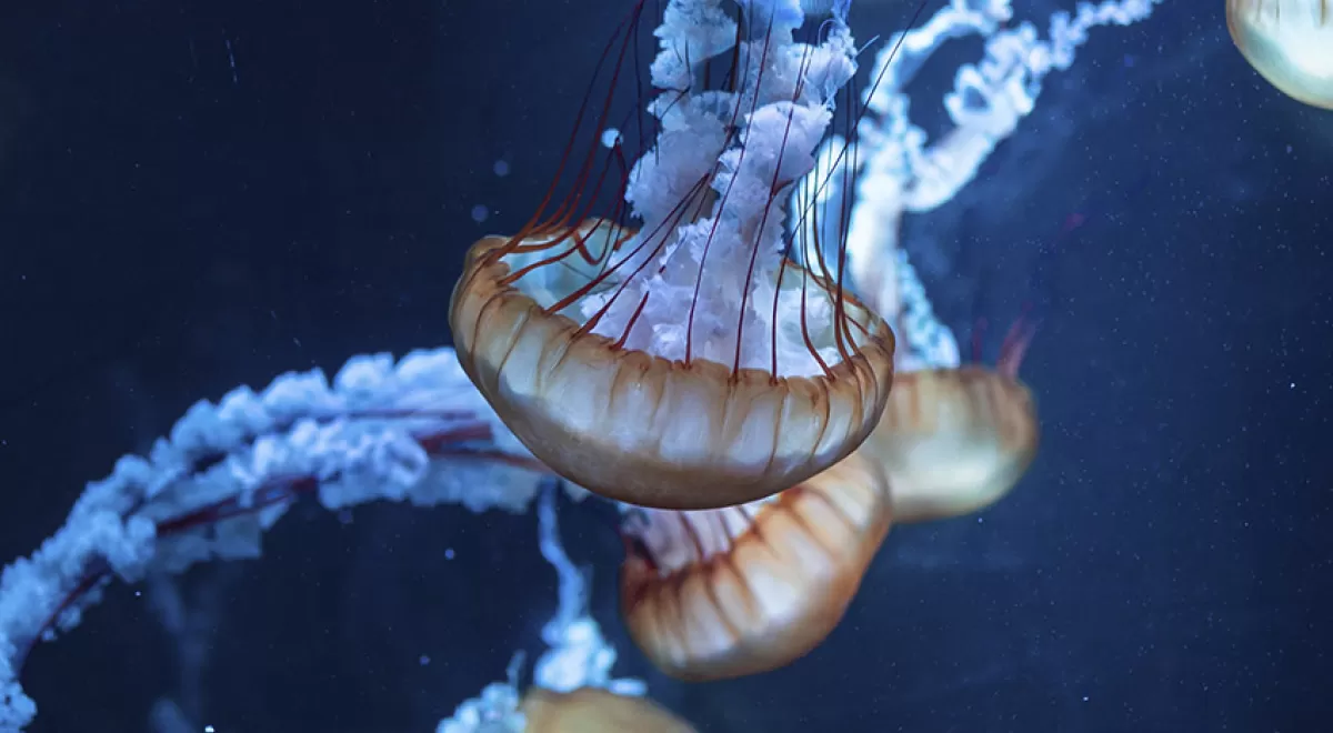 ECOFISH, liderado por Incatema, colabora en el día mundial de los océanos