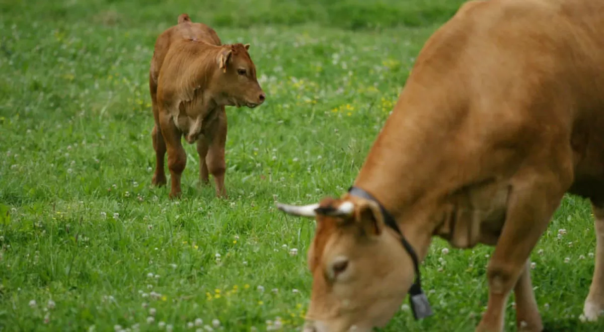 NEIKER-Tecnalia desarrolla un método pionero que permite medir las emisiones de metano de las vacas