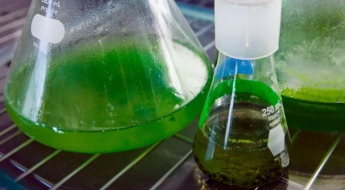 Seis centros tecnológicos participan en el proyecto CYCLALG para desarrollar una biorrefinería a base de algas