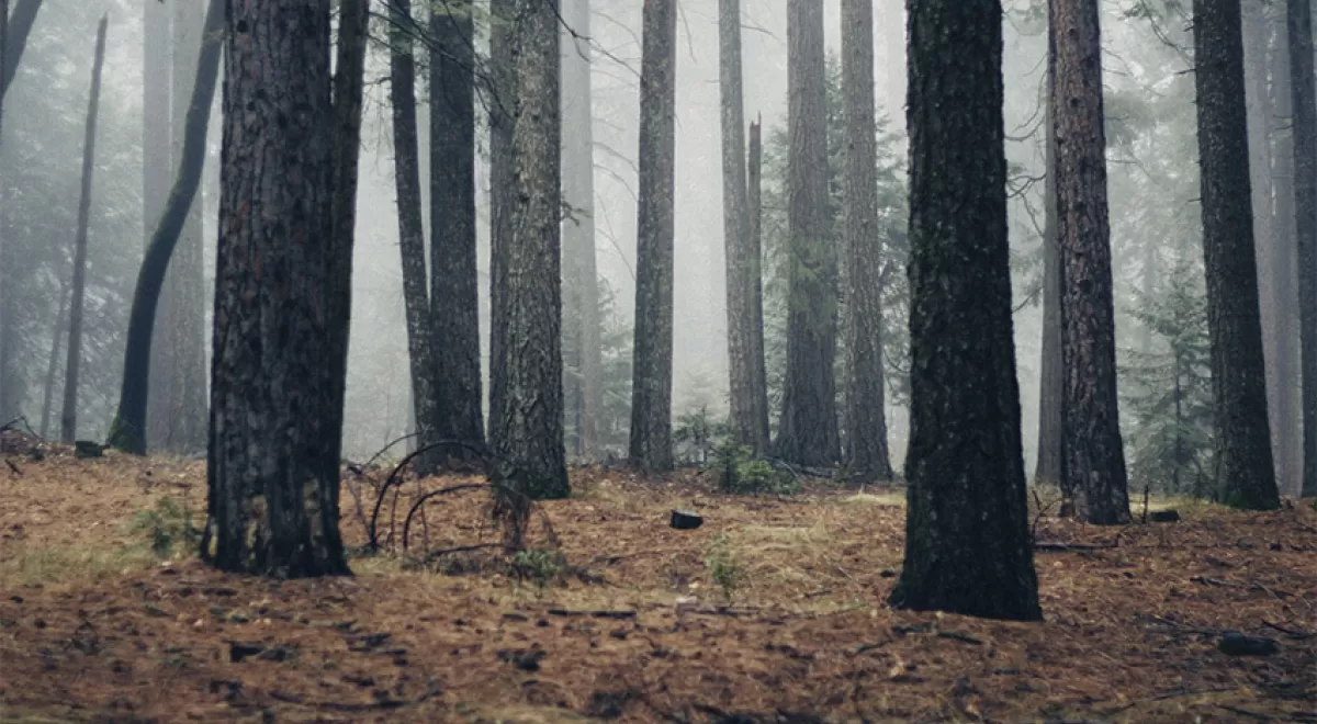 Soria reducirá la vulnerabilidad de los bosques frente al cambio climático a través de LIFE Soria ForestAdapt