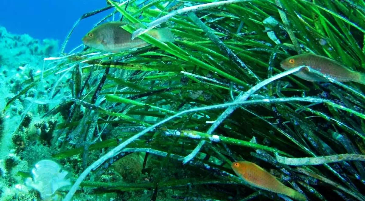 La acidificación del océano altera el metabolismo de las bacterias marinas